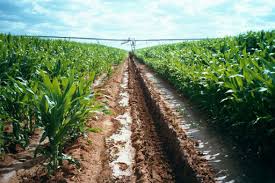 agribusiness