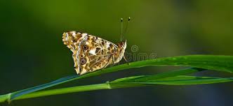 Attēlu rezultāti vaicājumam “Vanessa cardui underside”