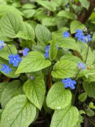 Attēlu rezultāti vaicājumam “Omphalodes verna leaf”