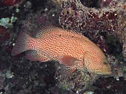 Image result for Cephalopholis cruentata
