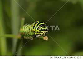 Attēlu rezultāti vaicājumam “Papilio machaon larva”