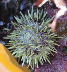 Image result for Strongylocentrotus droebachiensis