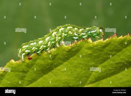 Attēlu rezultāti vaicājumam “Anarta myrtilli”