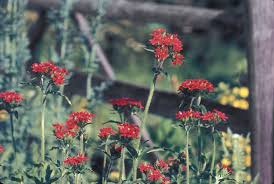 Attēlu rezultāti vaicājumam “Silene chalcedonica flower”