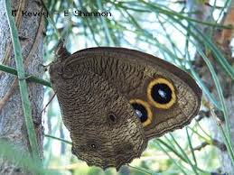 Attēlu rezultāti vaicājumam “Closterotomus biclavatus nymph”