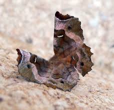 Attēlu rezultāti vaicājumam “Selenia tetralunaria”