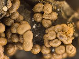 Attēlu rezultāti vaicājumam “Hemitrichia decipiens var. hemitrichoides”