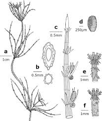 Attēlu rezultāti vaicājumam “Chara polyacantha”