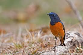 Attēlu rezultāti vaicājumam “Phoenicurus phoenicurus”