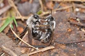 Attēlu rezultāti vaicājumam “Andrena vaga”