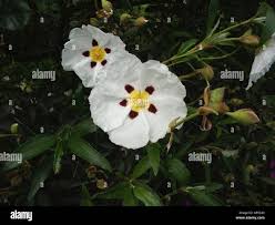 Attēlu rezultāti vaicājumam “Cistaceae”