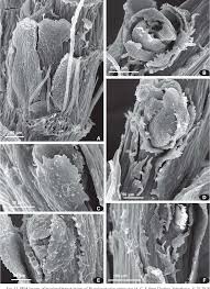 Attēlu rezultāti vaicājumam “Anomodon attenuatus sporophyte”
