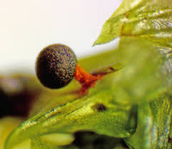 Attēlu rezultāti vaicājumam “Physarum pseudoalexandrowiczii”