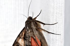 Attēlu rezultāti vaicājumam “Catocala sponsa”