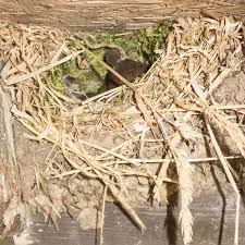 Attēlu rezultāti vaicājumam “Troglodytes troglodytes nest”