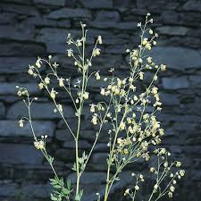 Attēlu rezultāti vaicājumam “Thalictrum minus”