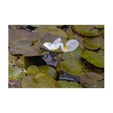 Attēlu rezultāti vaicājumam “Hydrocharis morsus-ranae flower”