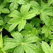 Attēlu rezultāti vaicājumam “Astrantia major leaf”