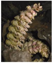 Attēlu rezultāti vaicājumam “Lathraea squamaria bud”