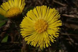 Attēlu rezultāti vaicājumam “Tussilago farfara flower”