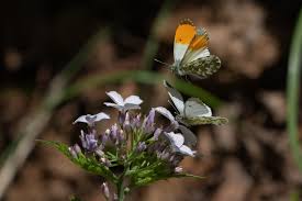 Attēlu rezultāti vaicājumam “Anthocharis cardamines male”