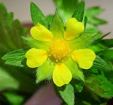 Attēlu rezultāti vaicājumam “Potentilla norvegica flower”