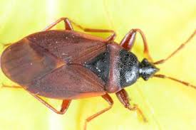 Attēlu rezultāti vaicājumam “Gastrodes grossipes”