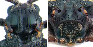 Attēlu rezultāti vaicājumam “Ptinus sp. male”