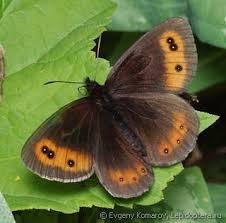 Attēlu rezultāti vaicājumam “Erebia aethiops upperside”