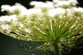 Image result for Pimpinella major