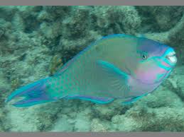 Image result for Scarus psittacus