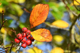 Attēlu rezultāti vaicājumam “Crataegus persimilis leaf”