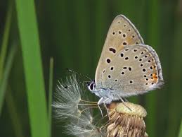Attēlu rezultāti vaicājumam “Lycaena hippothoe”