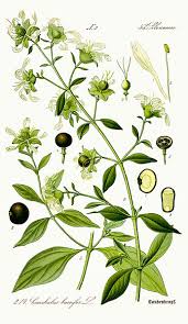 Attēlu rezultāti vaicājumam “Silene baccifera”