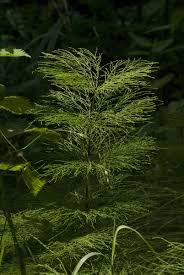 Attēlu rezultāti vaicājumam “Equisetum sylvaticum”