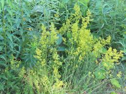 Attēlu rezultāti vaicājumam “Galium verum leaf”