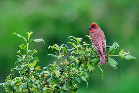 Attēlu rezultāti vaicājumam “Carpodacus erythrinus adult”
