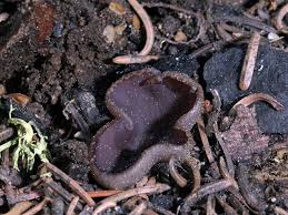 Attēlu rezultāti vaicājumam “Ombrophila violacea spores”