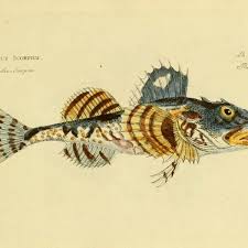 Image result for Myoxocephalus octodecemspinosus