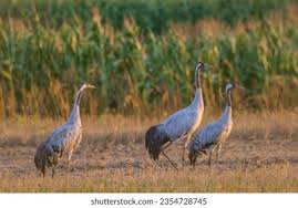 Attēlu rezultāti vaicājumam “Grus grus adult”