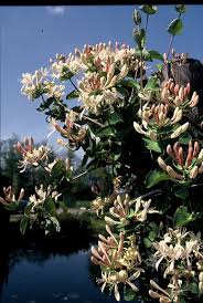 Attēlu rezultāti vaicājumam “Lonicera caprifolium”