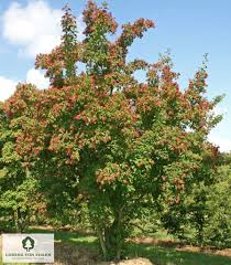 Attēlu rezultāti vaicājumam “Acer tataricum”