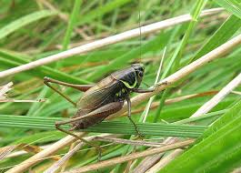 Attēlu rezultāti vaicājumam “Metrioptera roeselii”