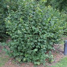 Attēlu rezultāti vaicājumam “Corylus avellana”