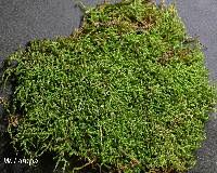 Attēlu rezultāti vaicājumam “Hypnum pallescens”