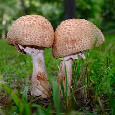 Attēlu rezultāti vaicājumam “Amanita rubescens”