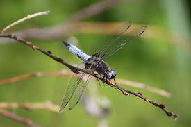 Attēlu rezultāti vaicājumam “Libellula fulva”