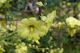 Image result for Alcea rugosa