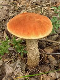 Attēlu rezultāti vaicājumam “Leccinum versipelle”