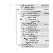 Attēlu rezultāti vaicājumam “Trachyspora intrusa”
